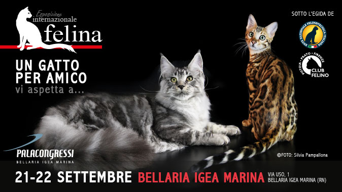In arrivo l'esposizione felina della Bellaria-Igea Marina