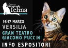Expo felina della Versilia 2024 - le prime info per gli espositori