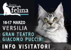 Expo felina della Versilia 2024 - le prime info per i visitatori